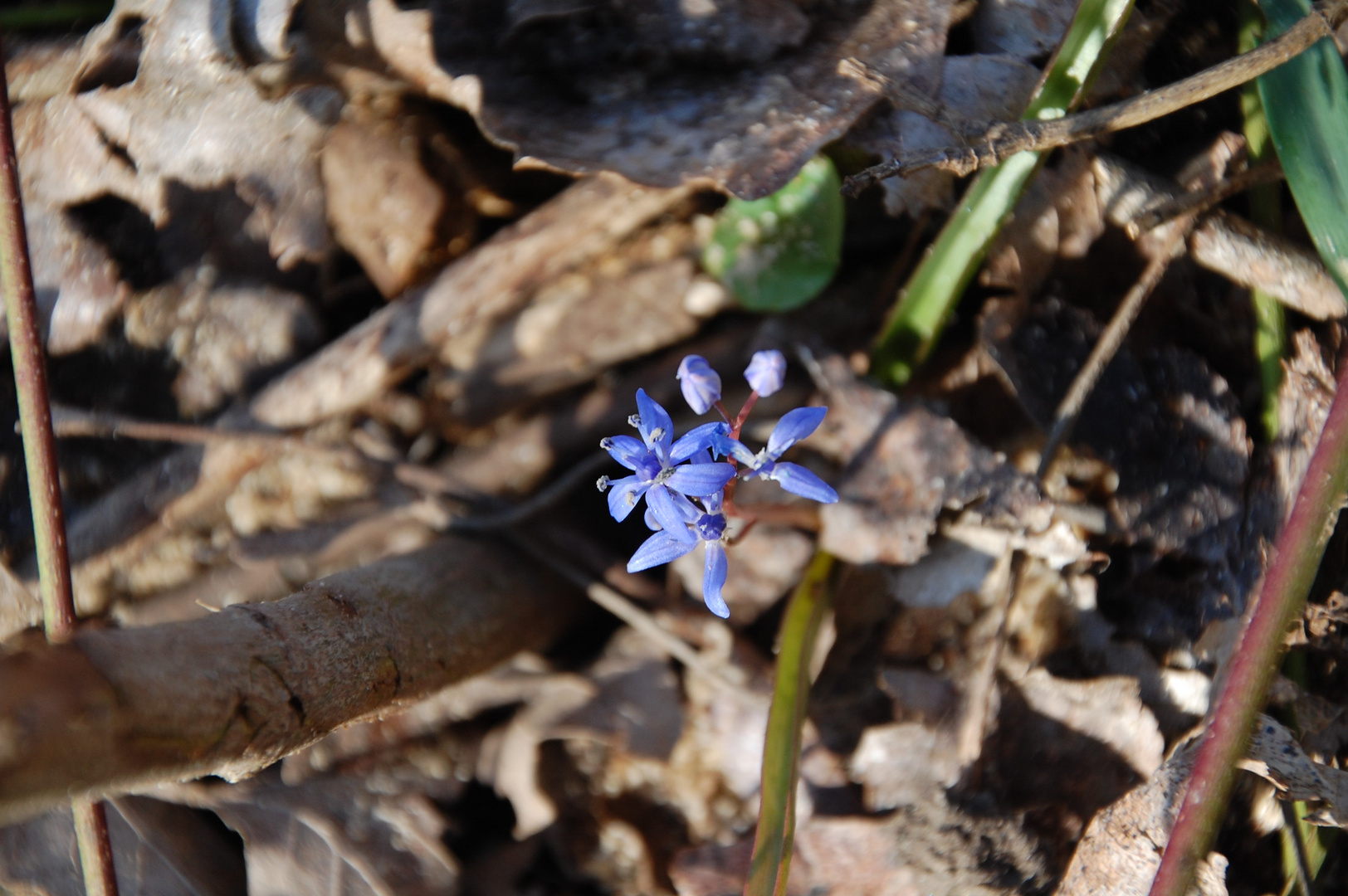 Blausternchen