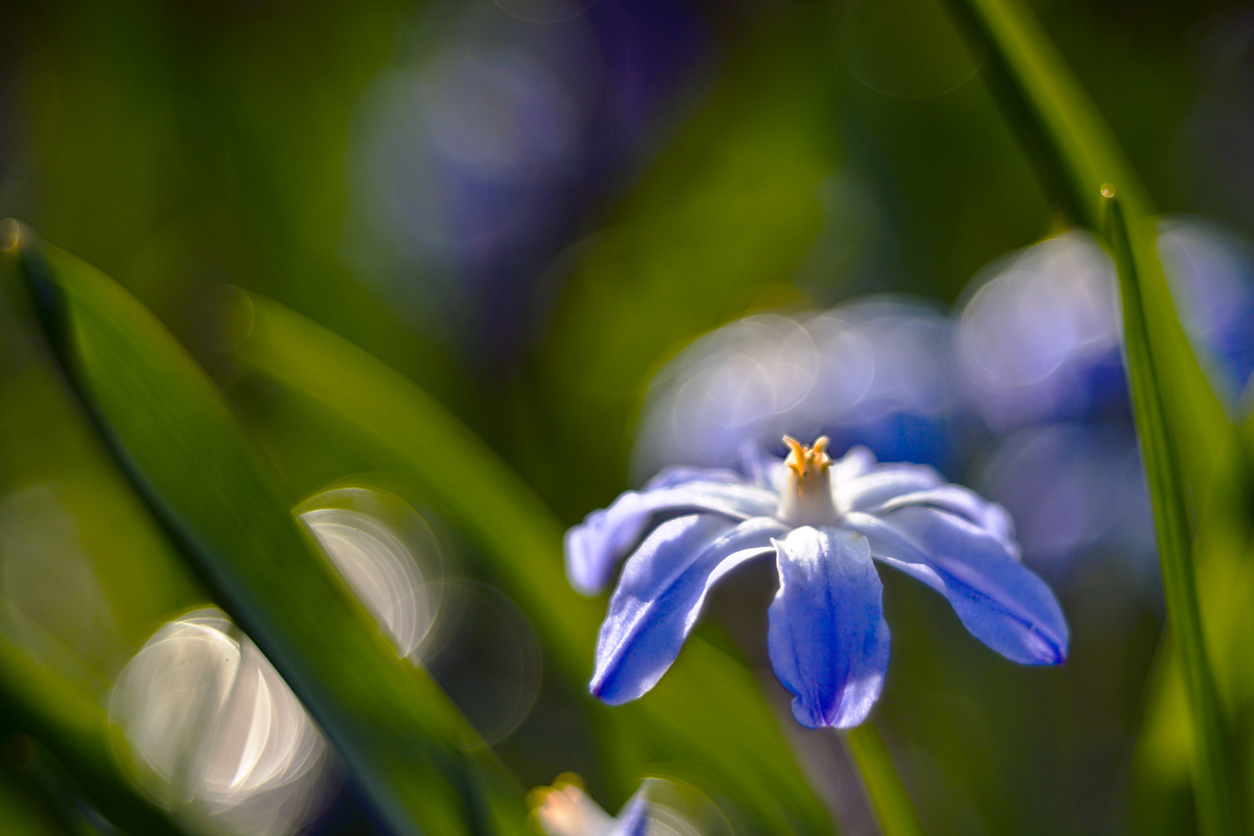 Blausternchen 