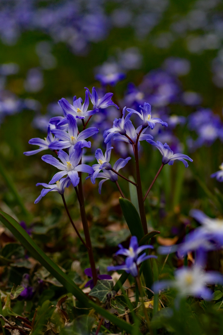 Blausternchen II