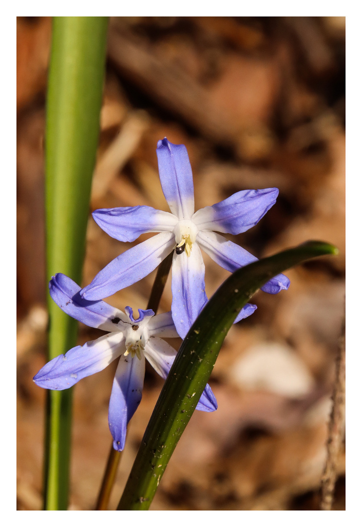 Blausternchen im Licht