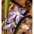 Blausternchen im Licht