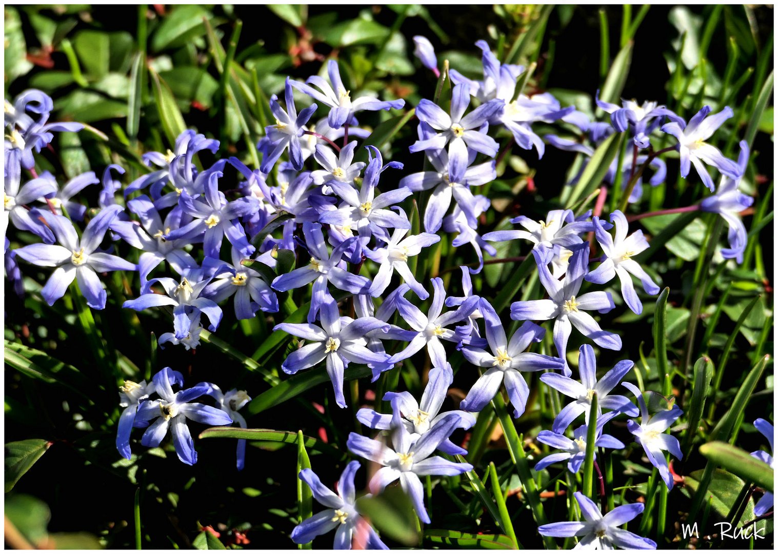 Blausternchen im morgentlichen Licht ,