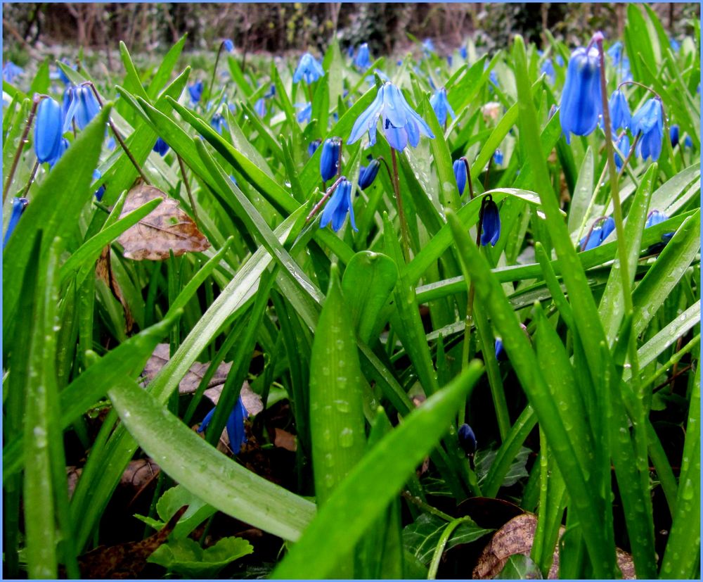 Blausternchen im Regen