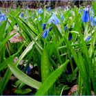 Blausternchen im Regen