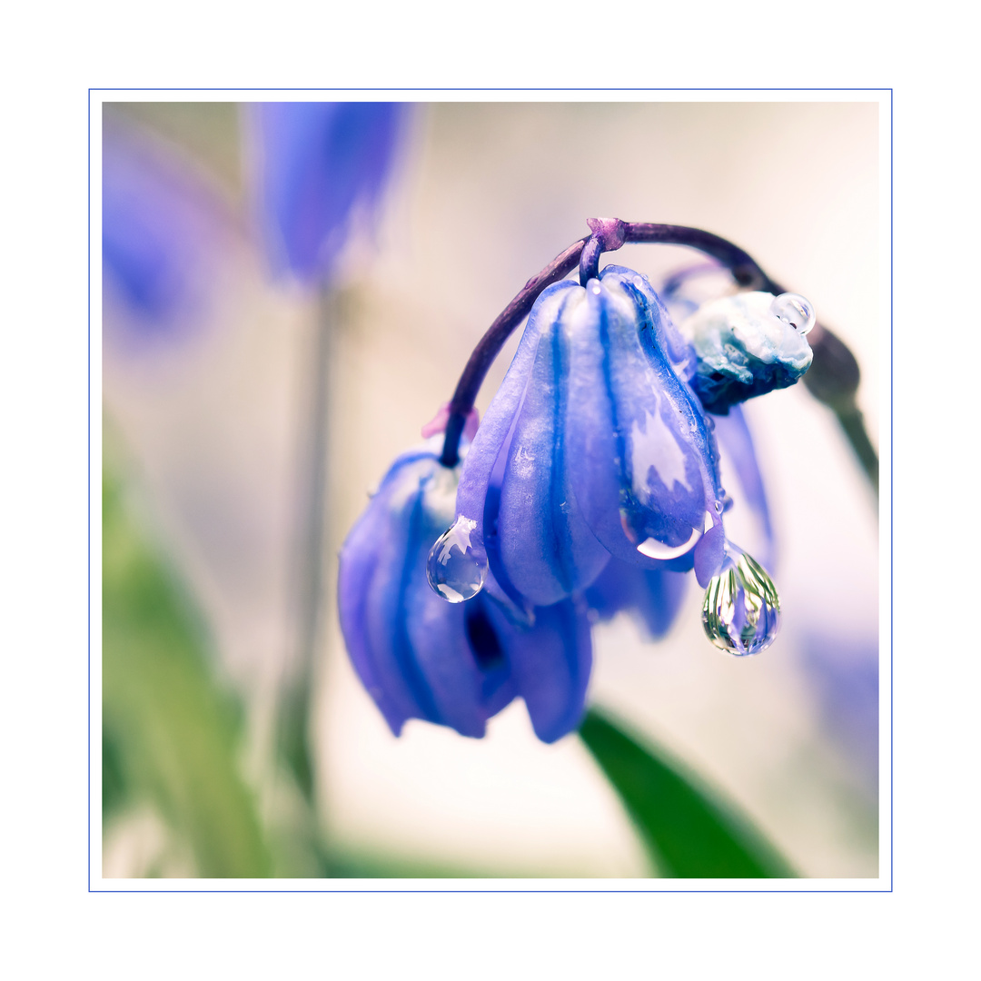 Blausternchen im (Schnee)regen