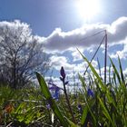 Blausternchen im Sonnenlicht