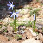 Blausternchen im Wald