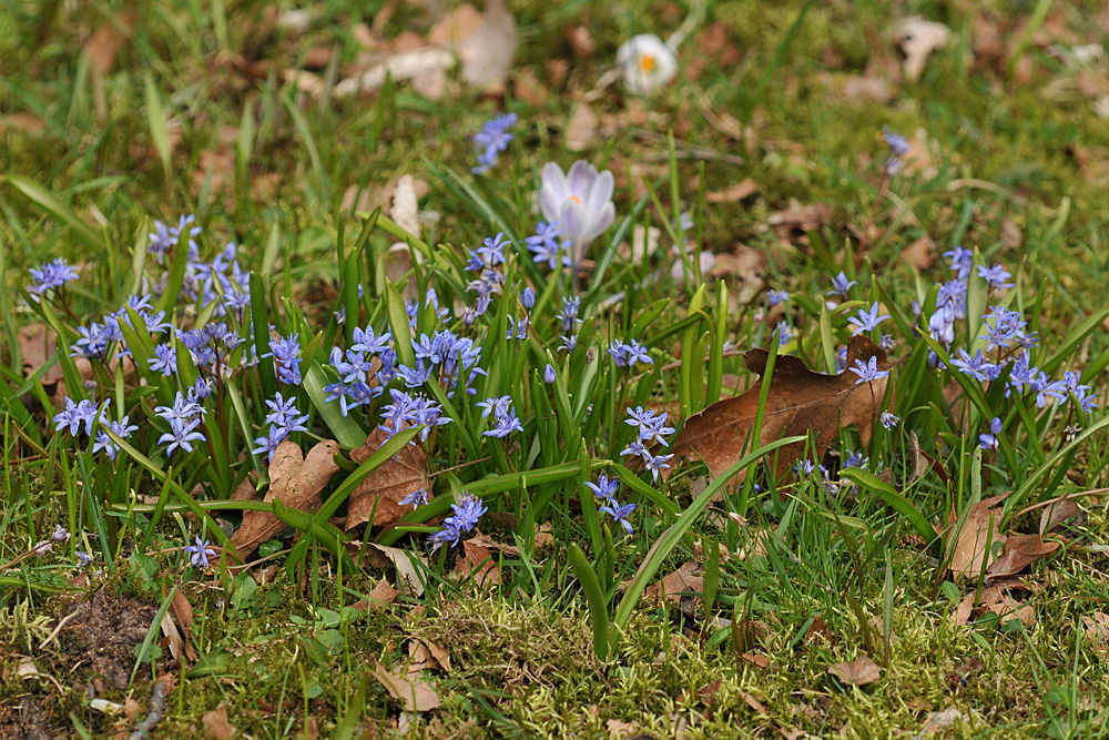 Blausternchen in der Frühlingssonne