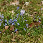 Blausternchen in der Frühlingssonne