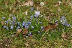 Blausternchen in der Frühlingssonne