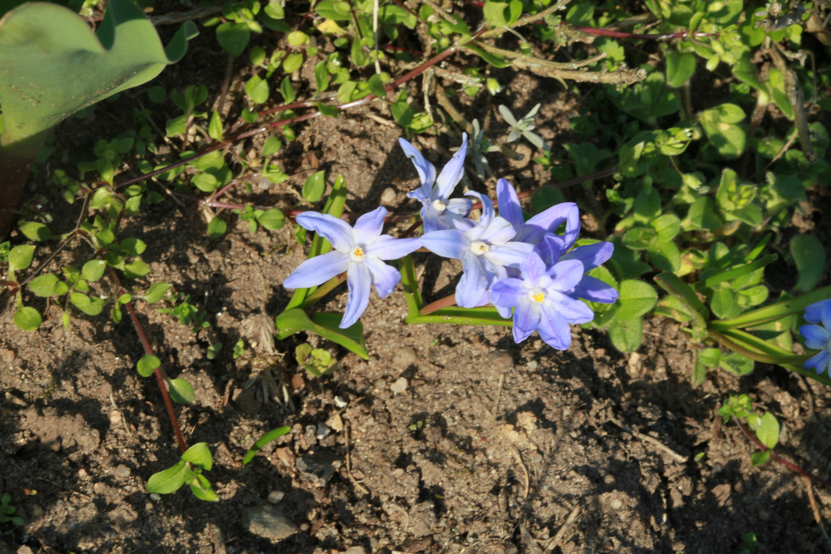 Blausternchen in einem Garten.