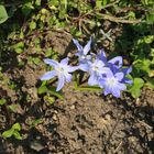 Blausternchen in einem Garten.