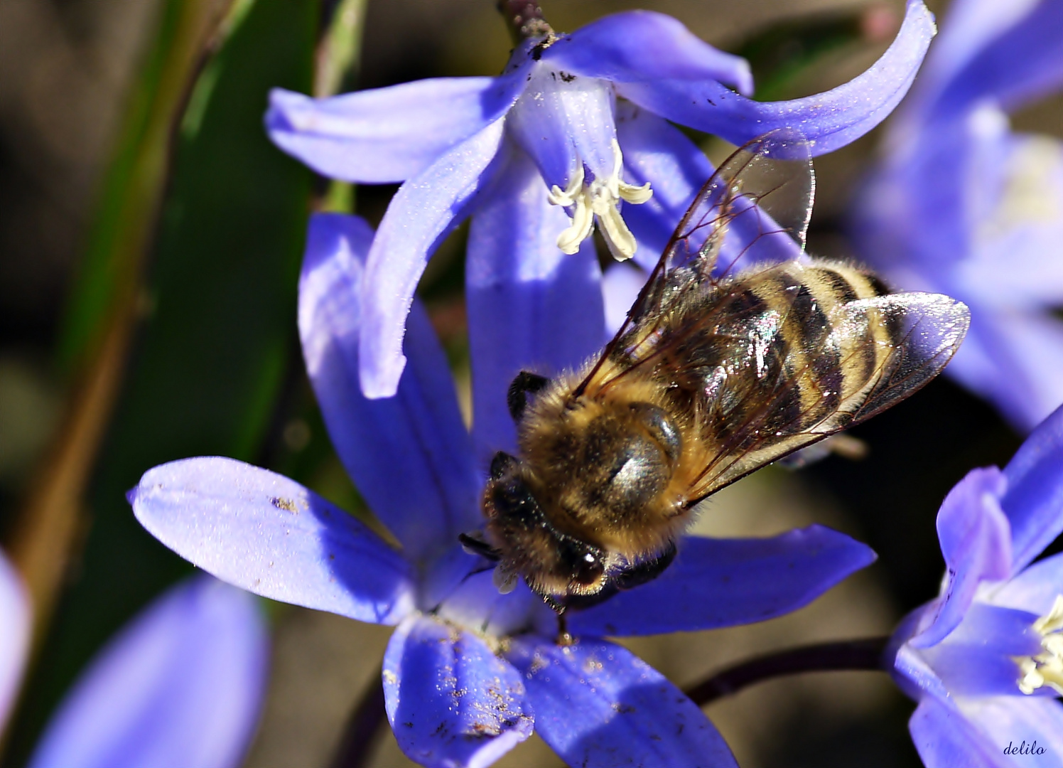 Blausternchen mit Biene