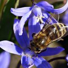 Blausternchen mit Biene