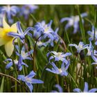 Blausternchen mit Narzisse