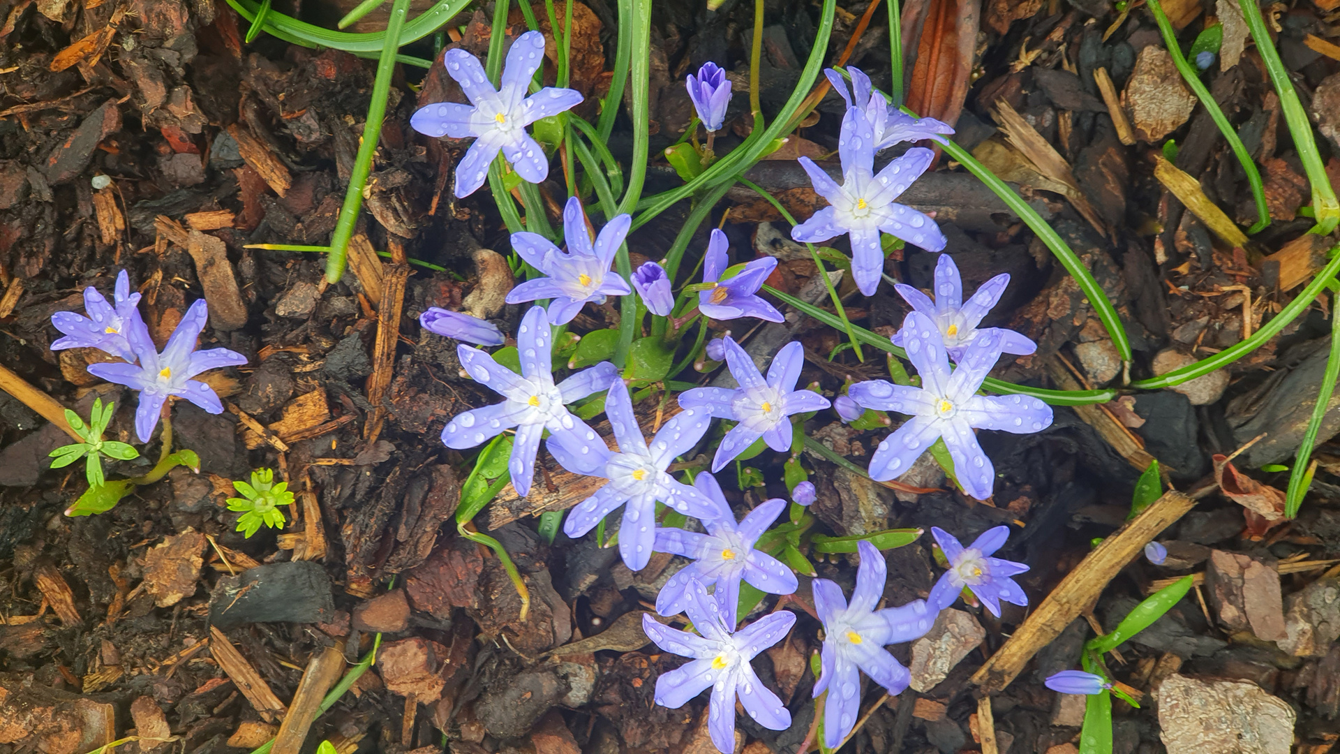 Blausternchen mit Tropfen**