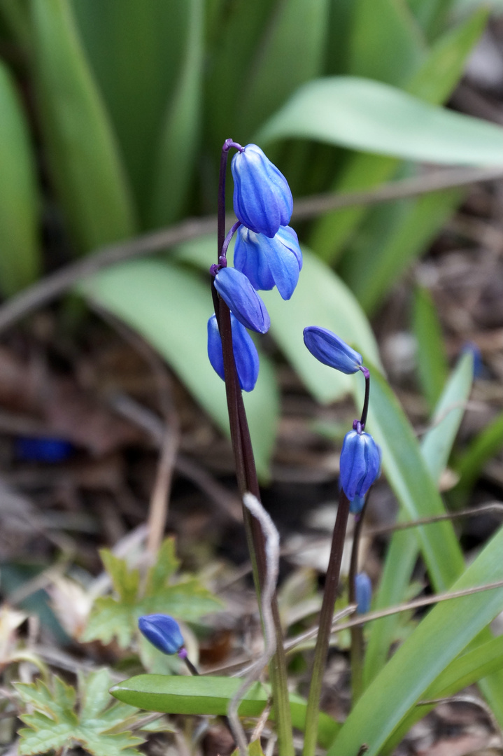 Blausternchen noch geschlossen