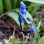 Blausternchen noch geschlossen