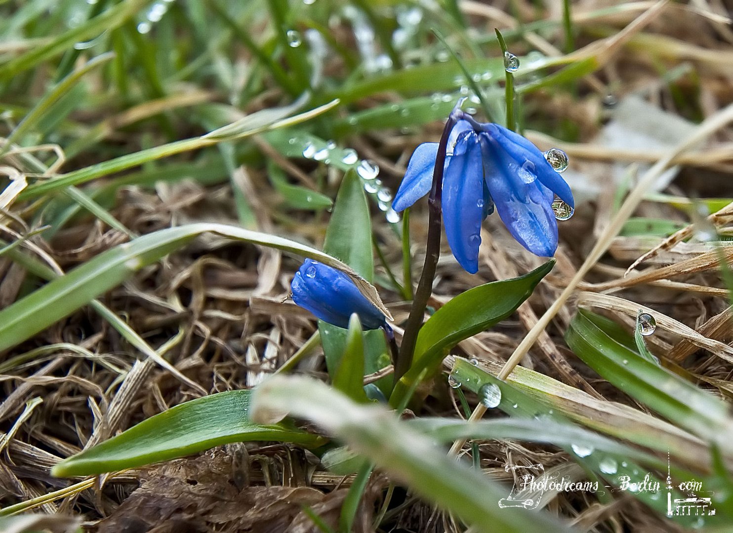 Blausternchen (Scilla)