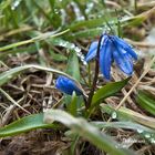 Blausternchen (Scilla)