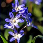 Blausternchen (Scilla)