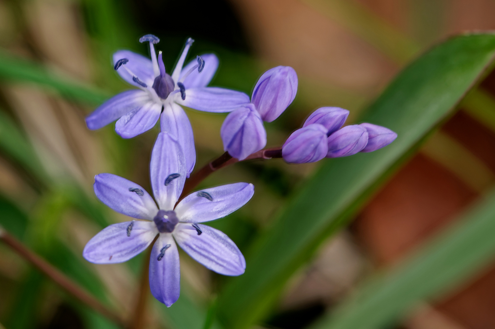 Blausternchen (Scilla)