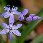 Blausternchen (Scilla)