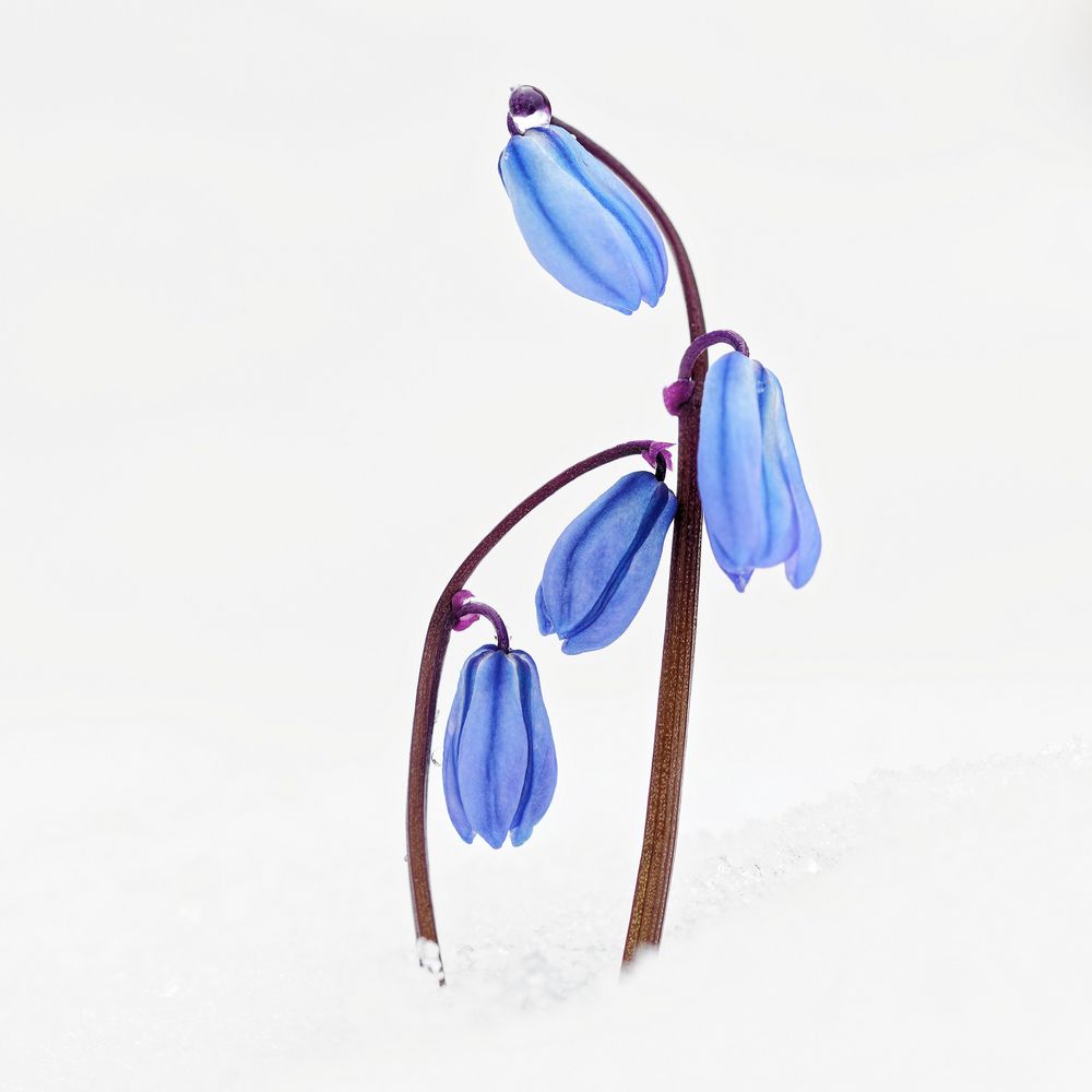 Blausternchen (Scilla bifolia)