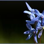 Blausternchen (Scilla siberica)