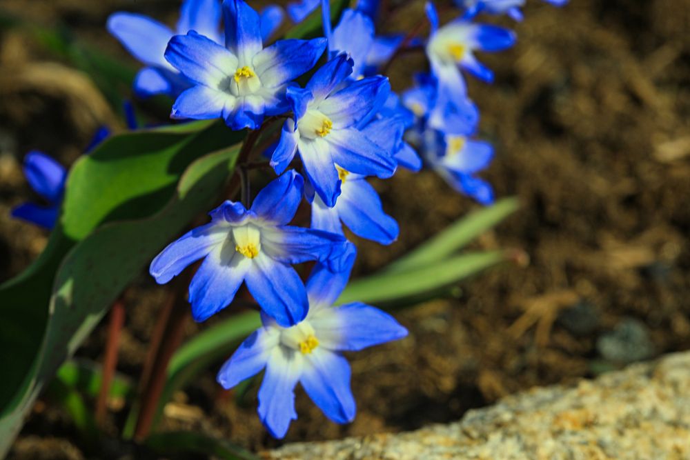 Blausternchen, Scilla siberica,