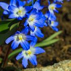 Blausternchen, Scilla siberica,