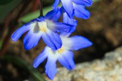 Blausternchen, Scilla siberica,