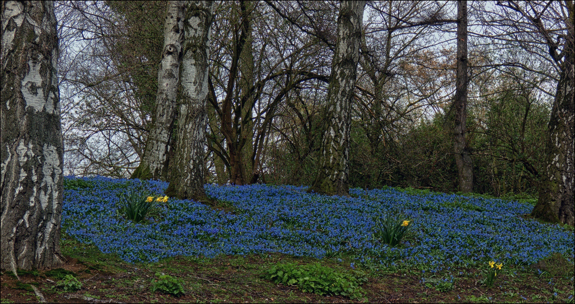 Blausternchen und Narzissen