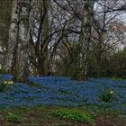 Blausternchen und Narzissen