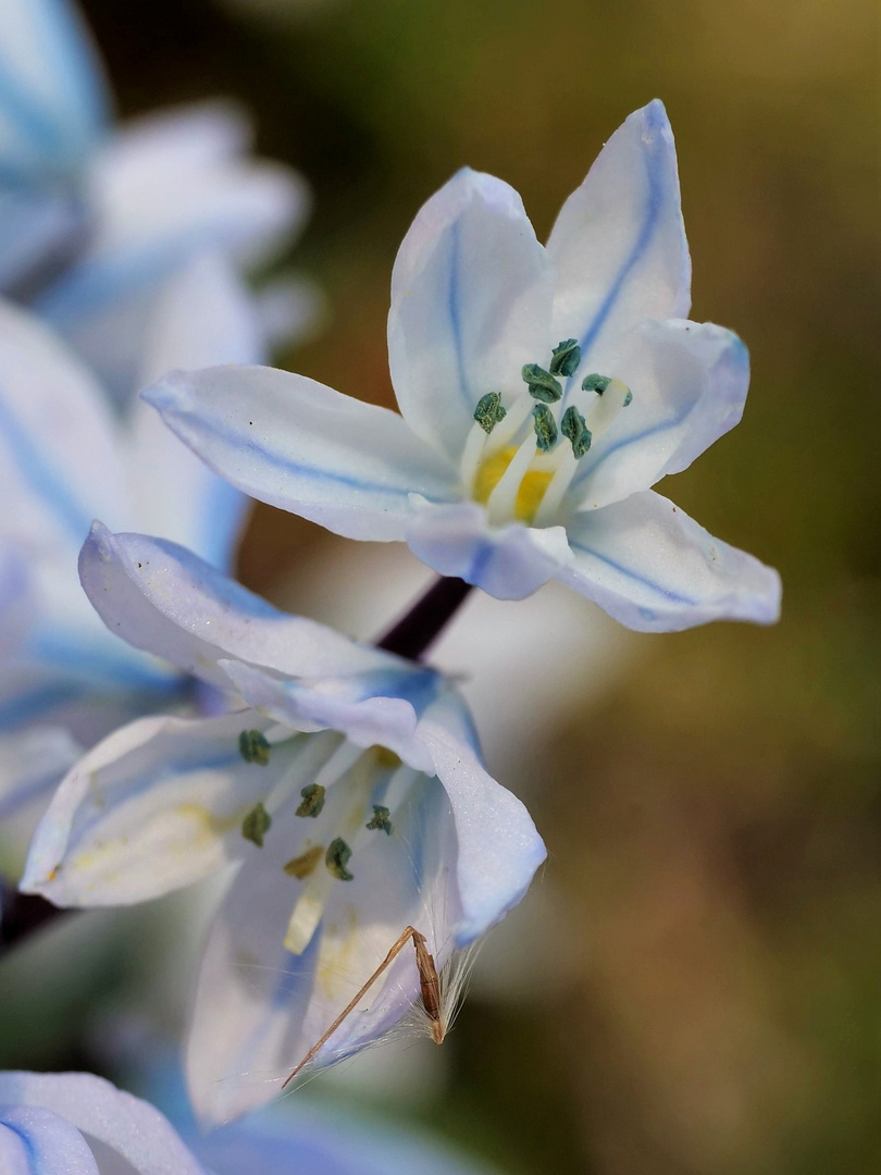 Blausternchen weiß