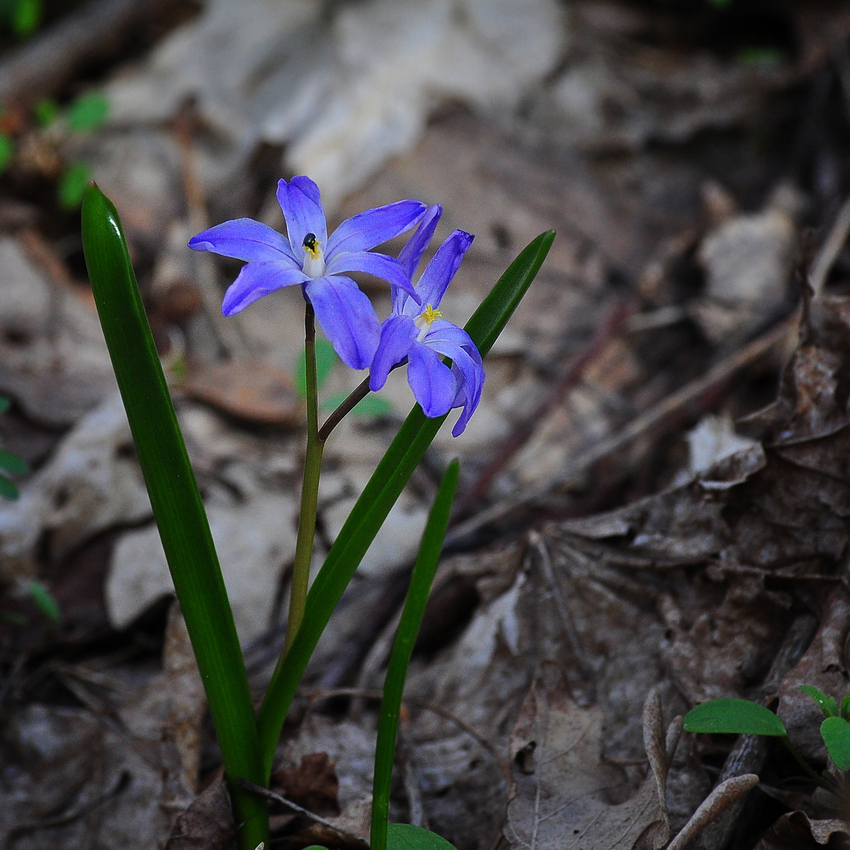 Blausterne.....