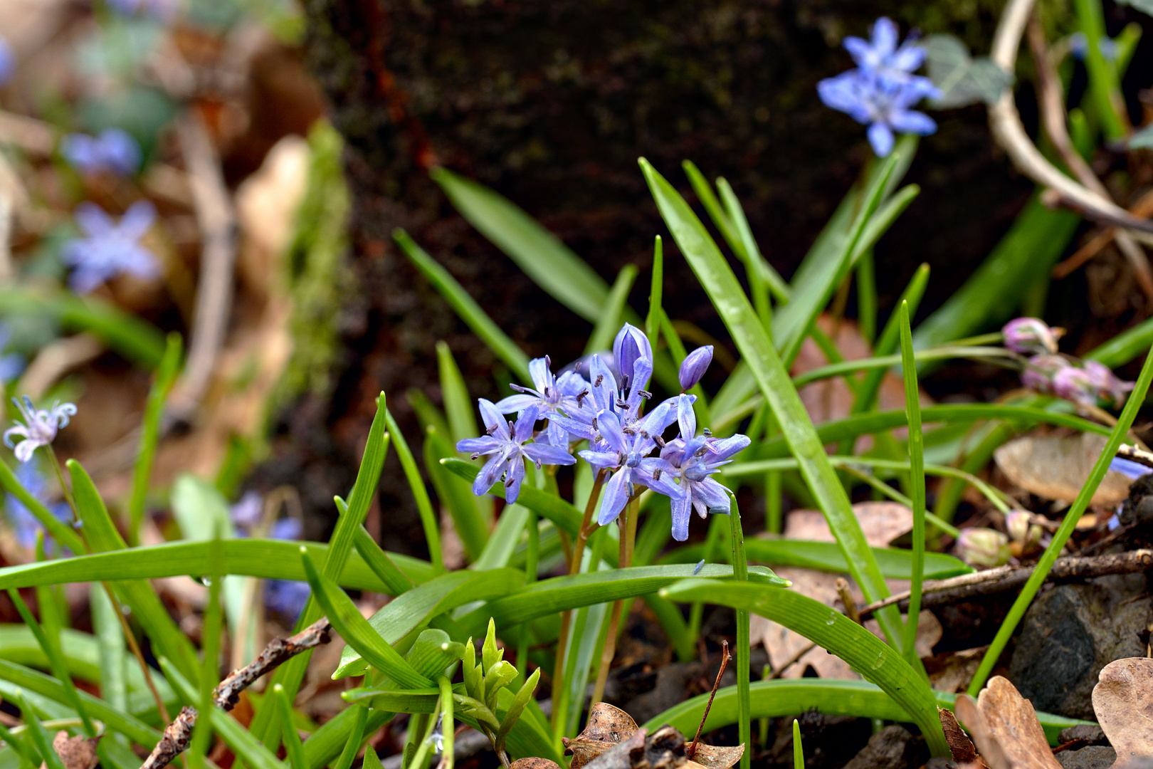 Blausterne