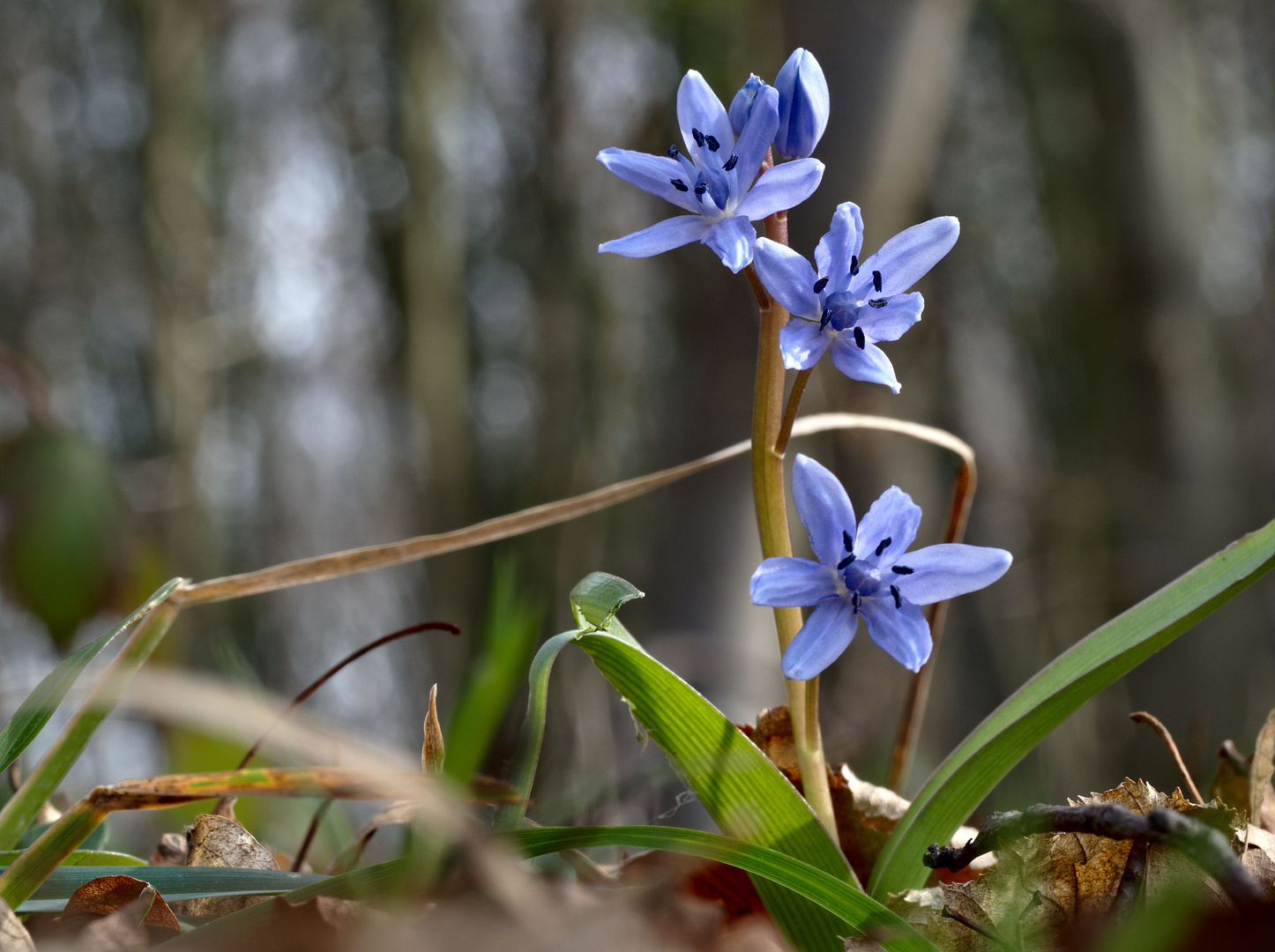 Blausterne