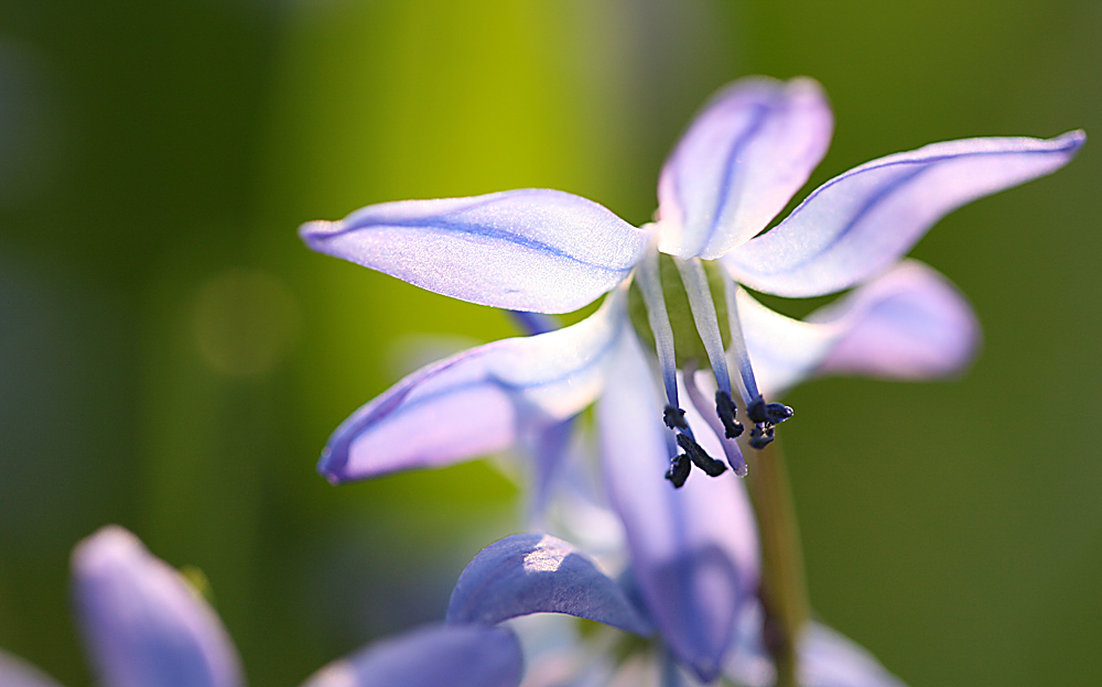 Blausterne