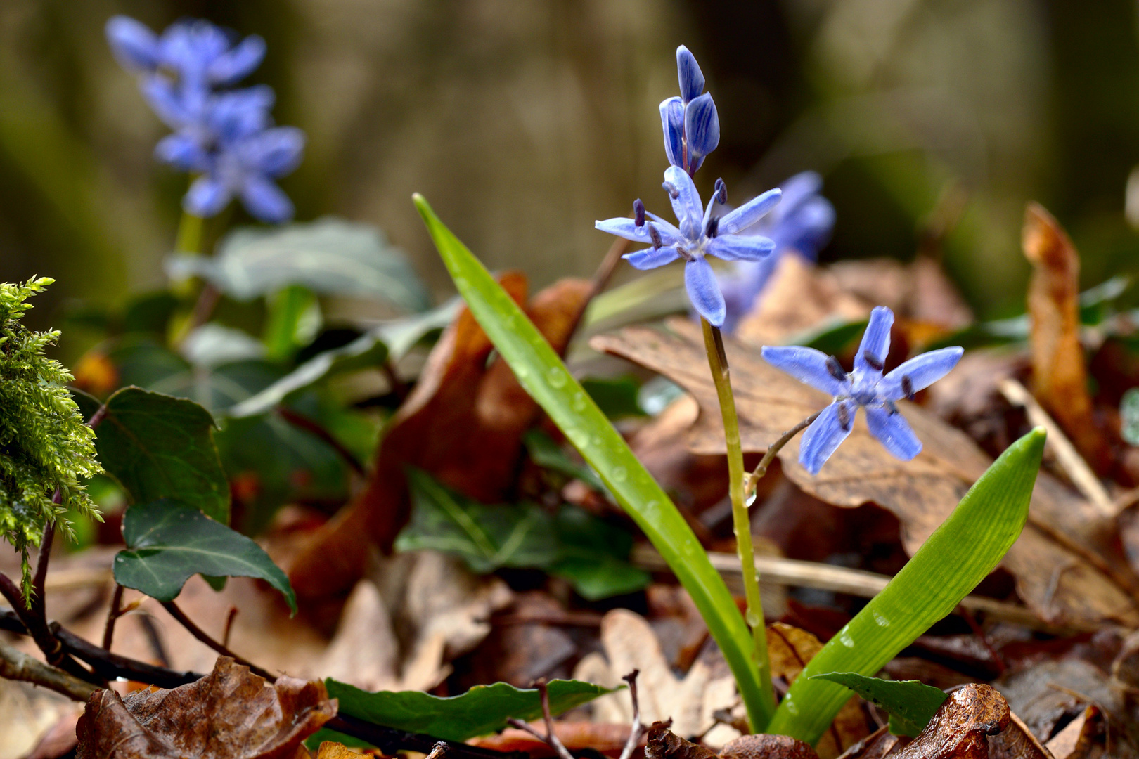 Blausterne als Solitär