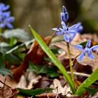 Blausterne als Solitär