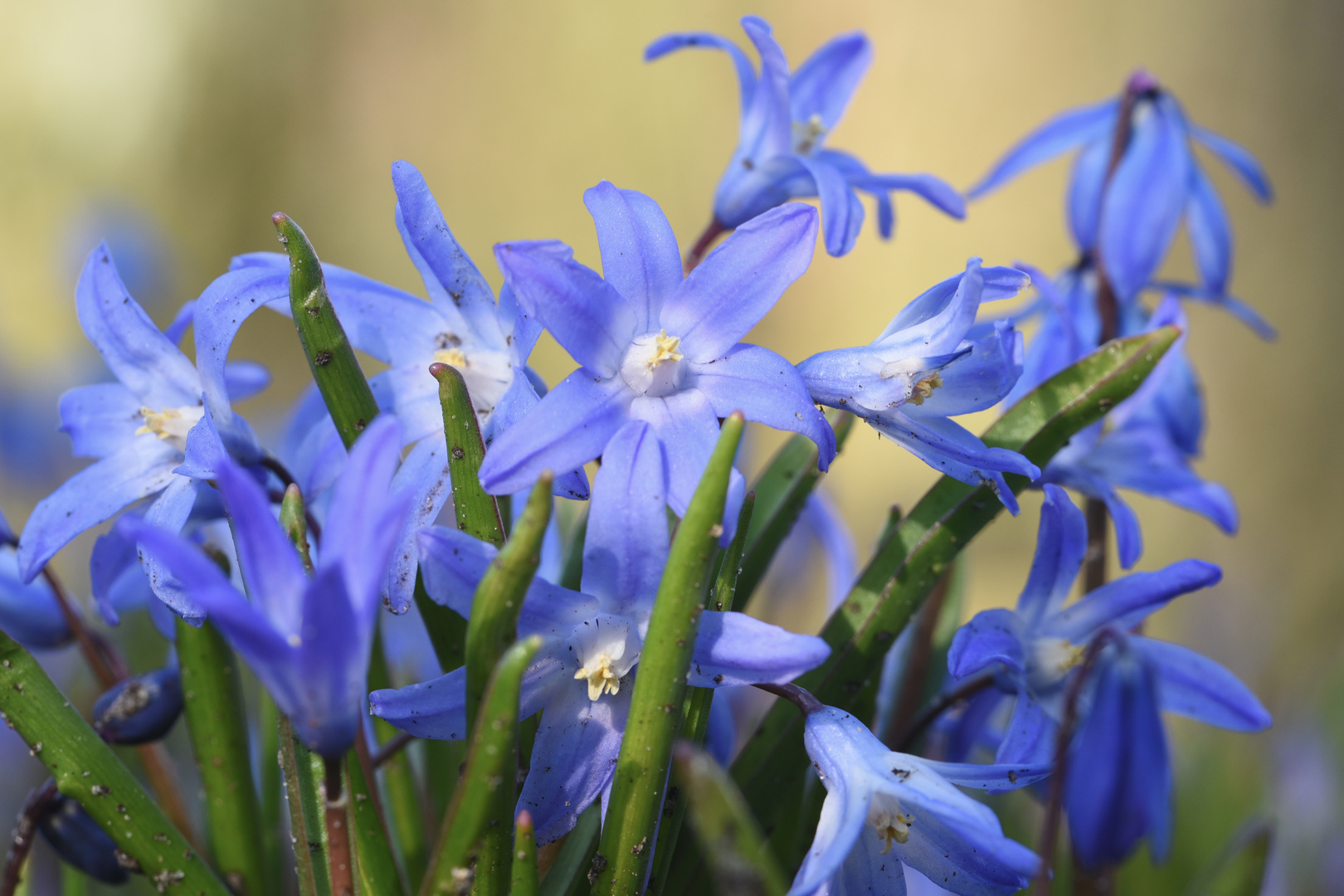 Blausterne am Lönsweg in Verden