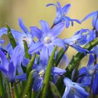 Blausterne am Lönsweg in Verden