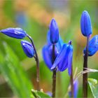 Blausterne am Morgen