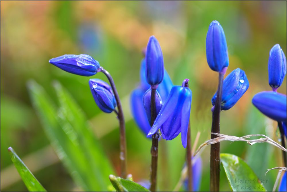 Blausterne am Morgen