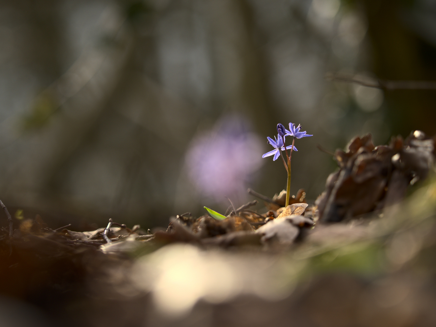 Blausterne auf dem Nonnenstromberg