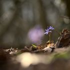 Blausterne auf dem Nonnenstromberg