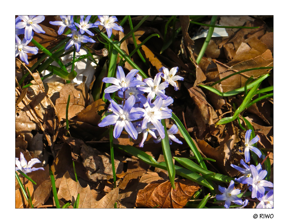 Blausterne auf der Wiese................