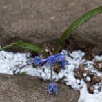 Blausterne bei einem Wintereinbruch II