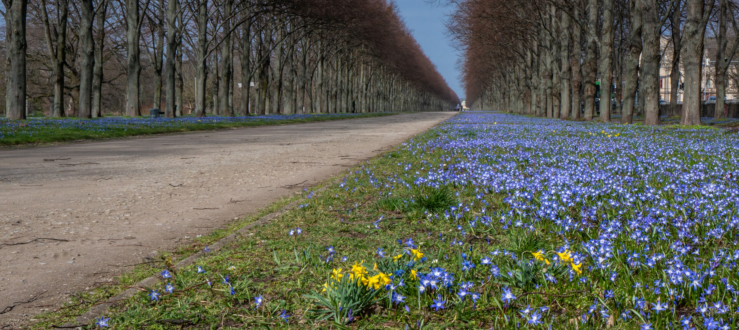 Blausterne - Hannover